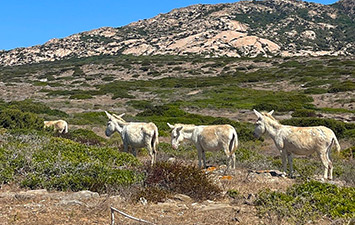 asinara gita charter